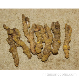 coptis chinese herb canker root